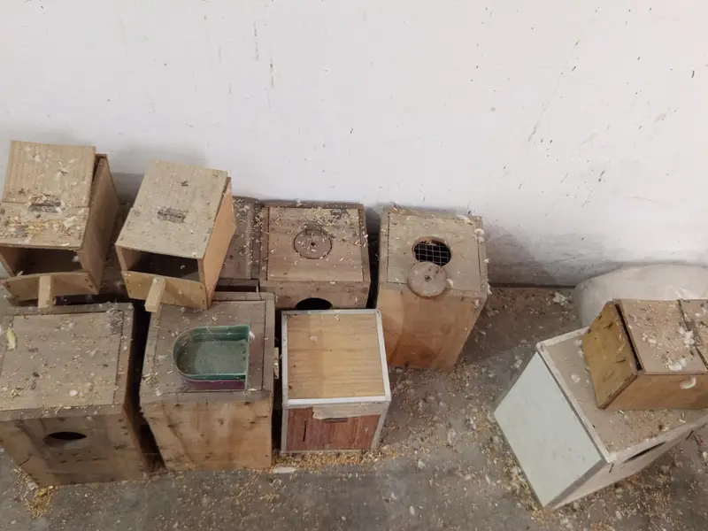 Love birds , cocktail, seed cleaner, iron cage, wooden cage , boxes — photo 7