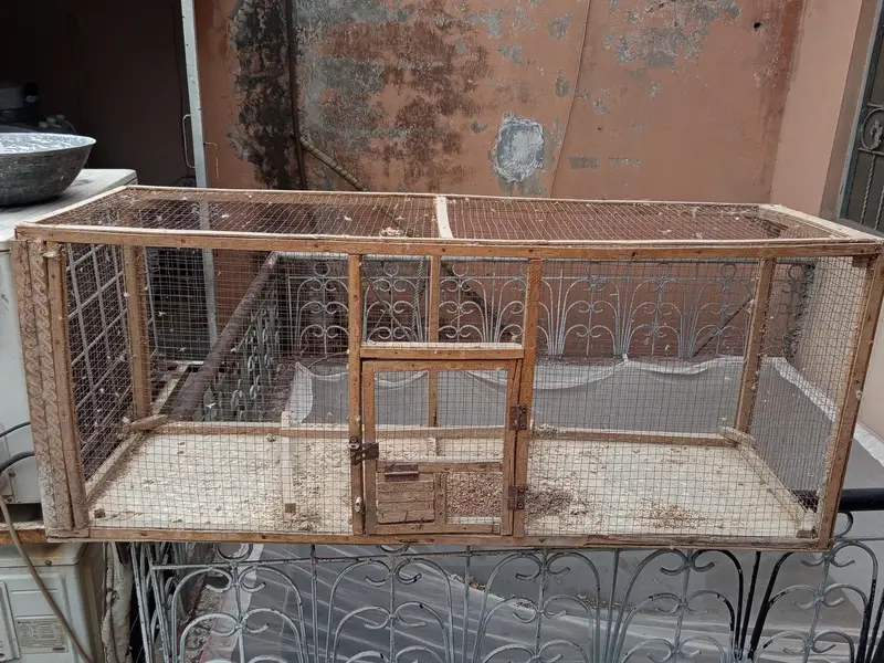 Love birds , cocktail, seed cleaner, iron cage, wooden cage , boxes — photo 8