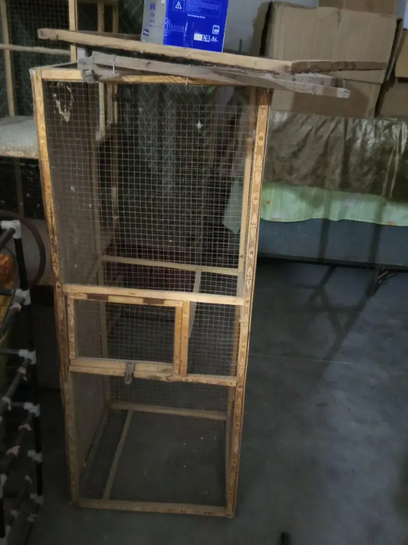 Love birds , cocktail, seed cleaner, iron cage, wooden cage , boxes — photo 9