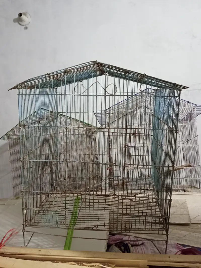 Love birds , cocktail, seed cleaner, iron cage, wooden cage , boxes — photo 10