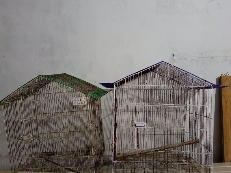 Love birds , cocktail, seed cleaner, iron cage, wooden cage , boxes — photo 11