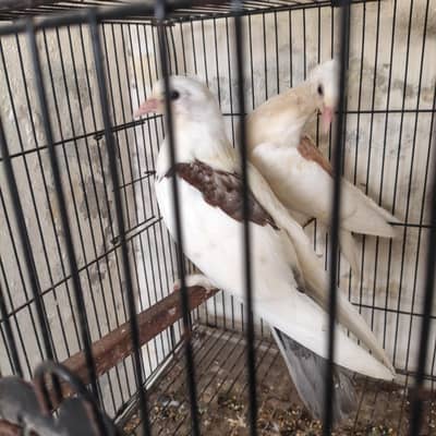 Beautiful Pigeons available for sale in Lahore