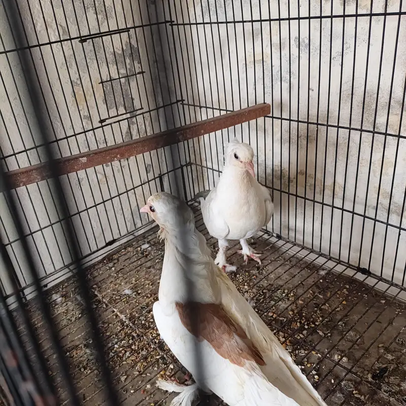Beautiful Pigeons available for sale in Lahore — photo 2