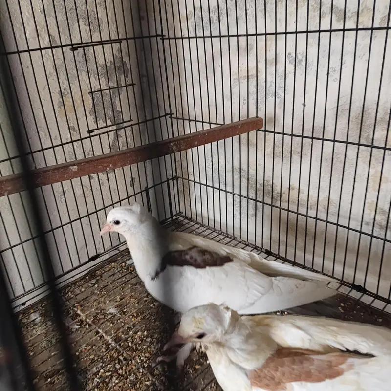 Beautiful Pigeons available for sale in Lahore — photo 3