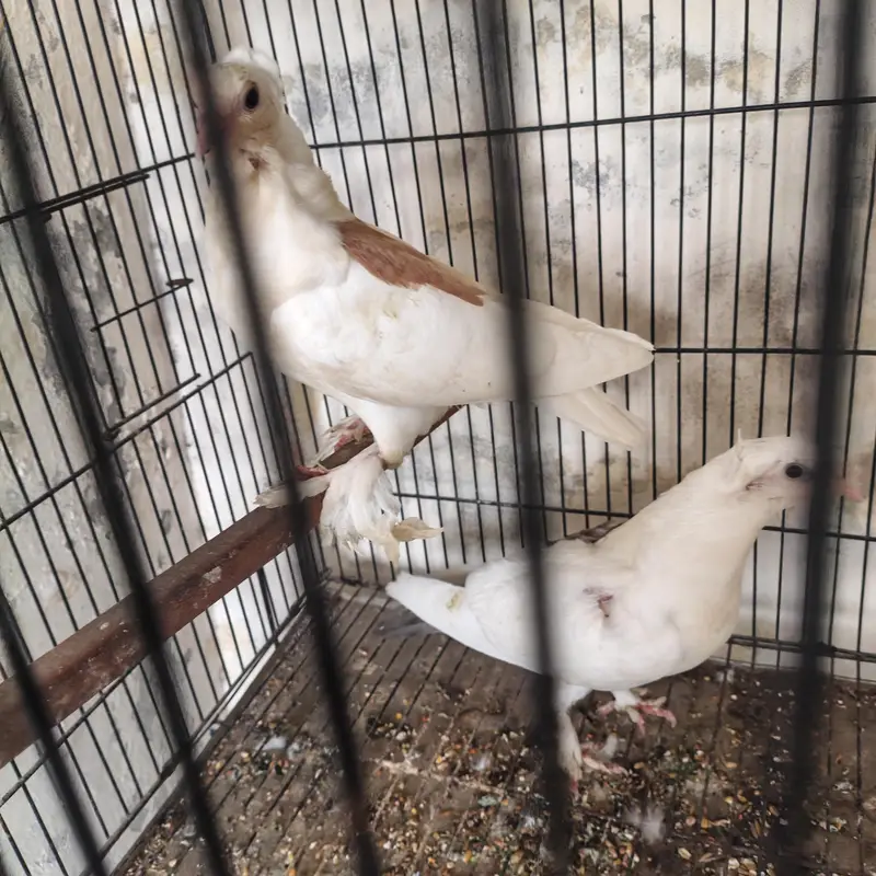 Beautiful Pigeons available for sale in Lahore — photo 4