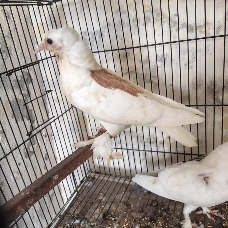 Beautiful Pigeons available for sale in Lahore — photo 5