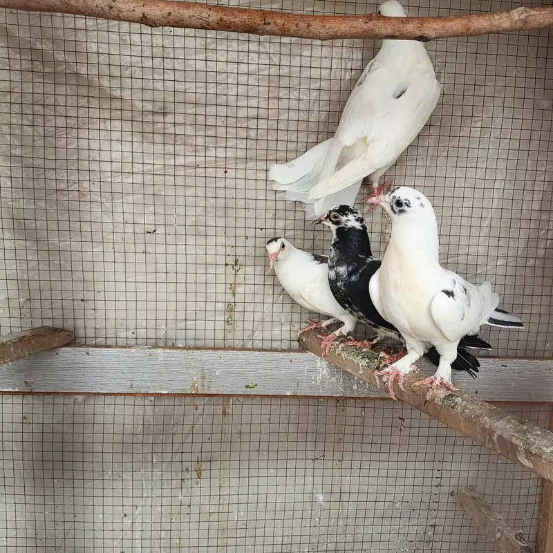 Beautiful Pigeons available for sale in Lahore — photo 6