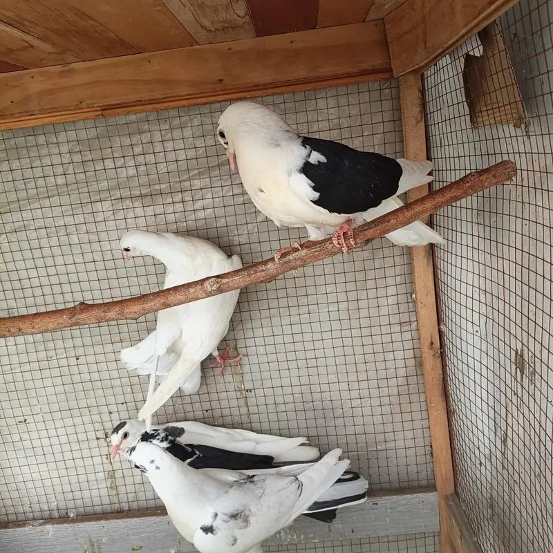 Beautiful Pigeons available for sale in Lahore — photo 7