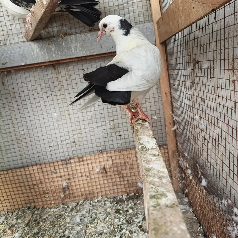 Beautiful Pigeons available for sale in Lahore — photo 8