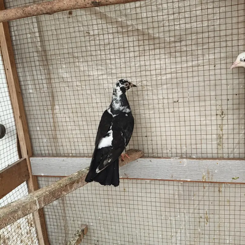 Beautiful Pigeons available for sale in Lahore — photo 9