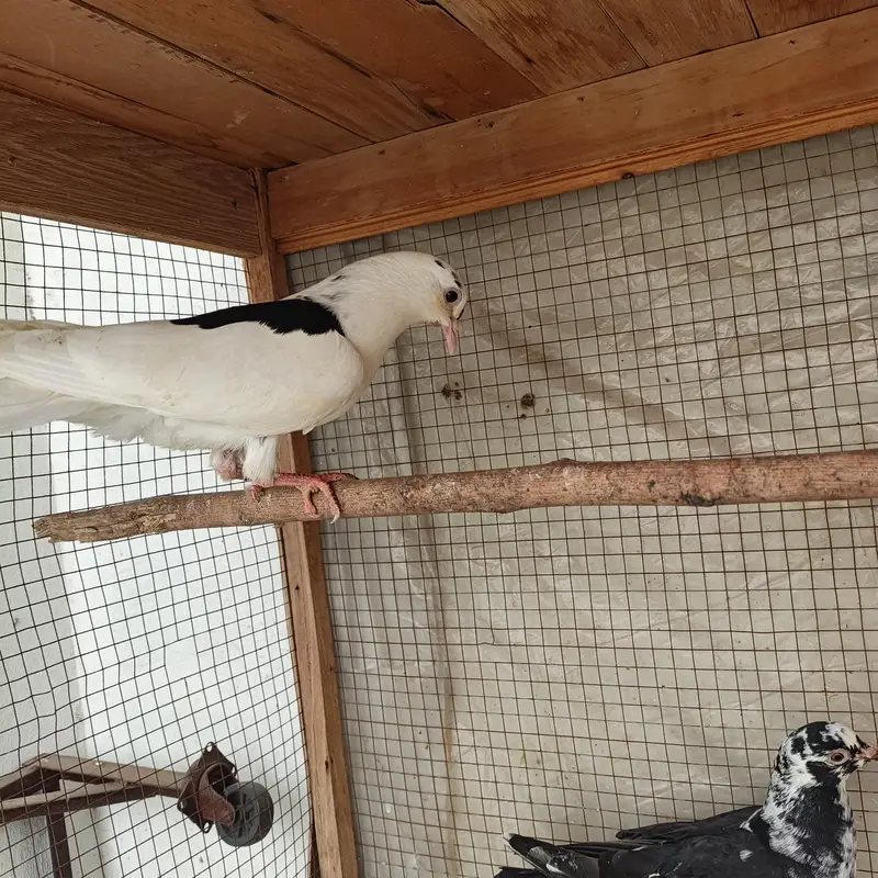 Beautiful Pigeons available for sale in Lahore — photo 10