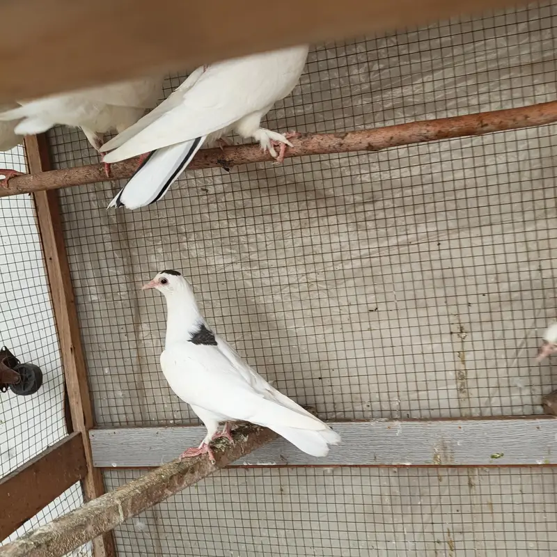 Beautiful Pigeons available for sale in Lahore — photo 11