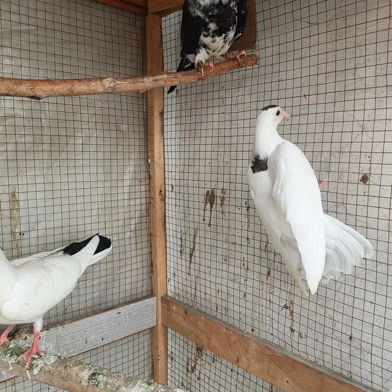 Beautiful Pigeons available for sale in Lahore — photo 12