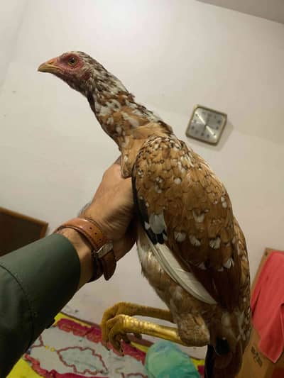 Asel murgha 