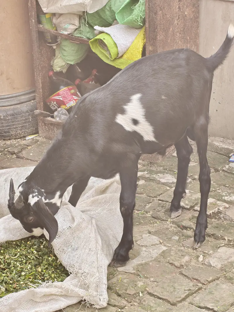 Urjent Sall — photo 2