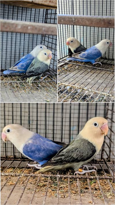 lovebird dunfellow df palefellow pf java dove
