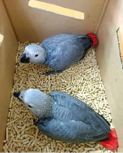 African grey parrot cheeks for sale/03243902937