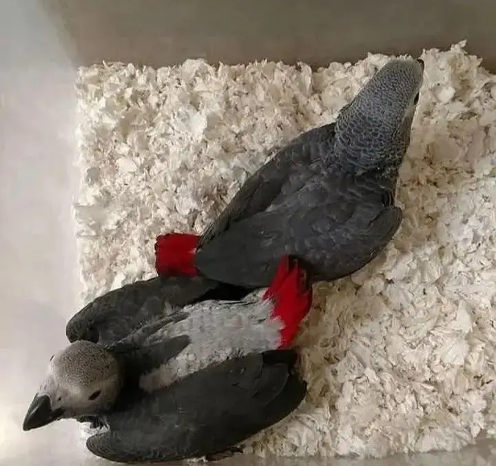 African grey parrot cheeks for sale/03243902937 — photo 3