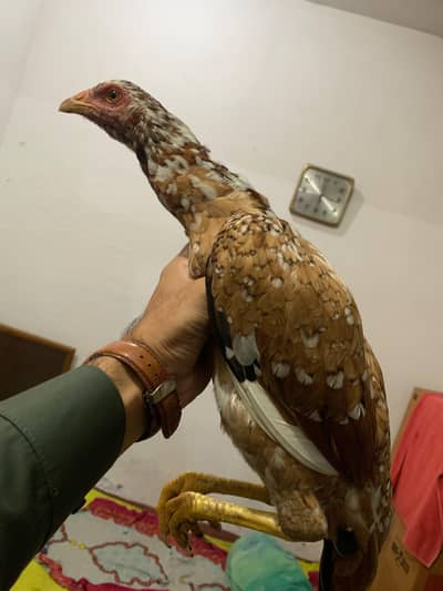 baghi