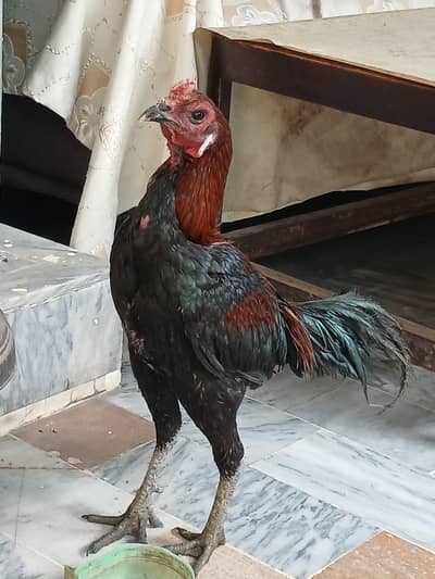 Dragon black