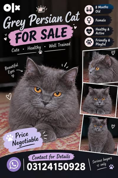 Grey Persian Female Cat for Sale – 8 Months