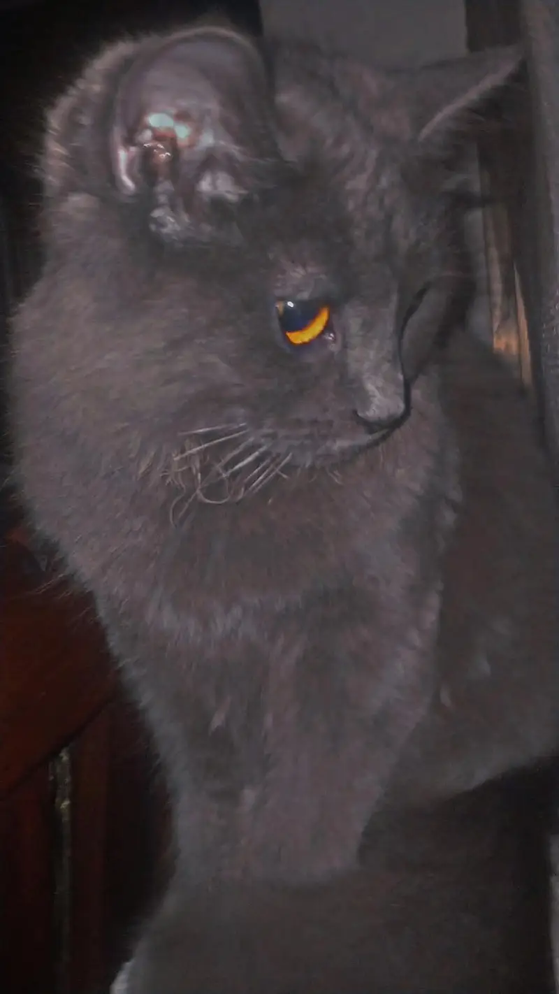 Grey Persian Female Cat for Sale – 8 Months — photo 2
