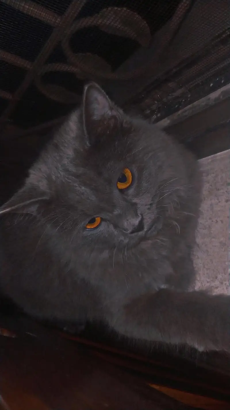 Grey Persian Female Cat for Sale – 8 Months — photo 3