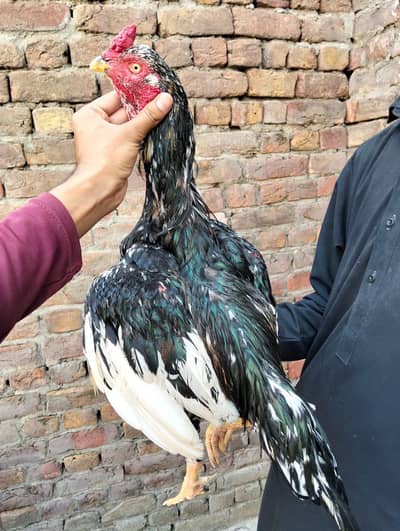 cheena aseel murgha