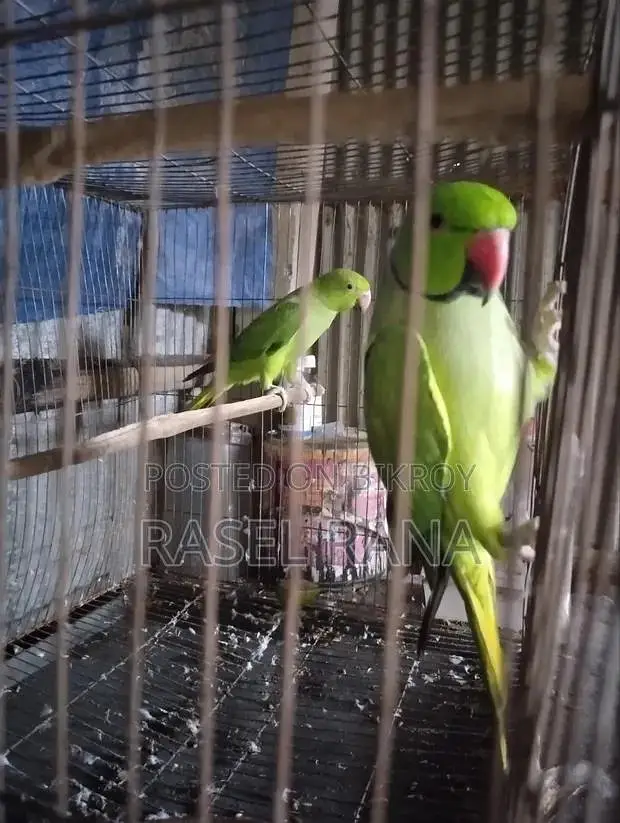 100% breeder pair breed na kary pair wapis — photo 3