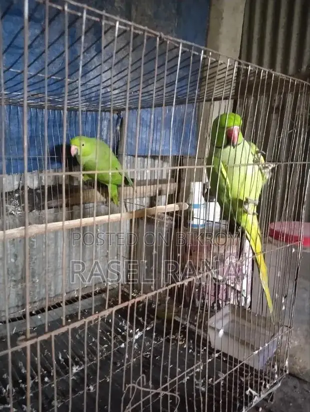 100% breeder pair breed na kary pair wapis — photo 4