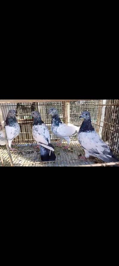 bajrai silver jis ko eska pata ho wohei message karen