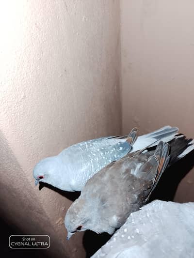 dimond dove