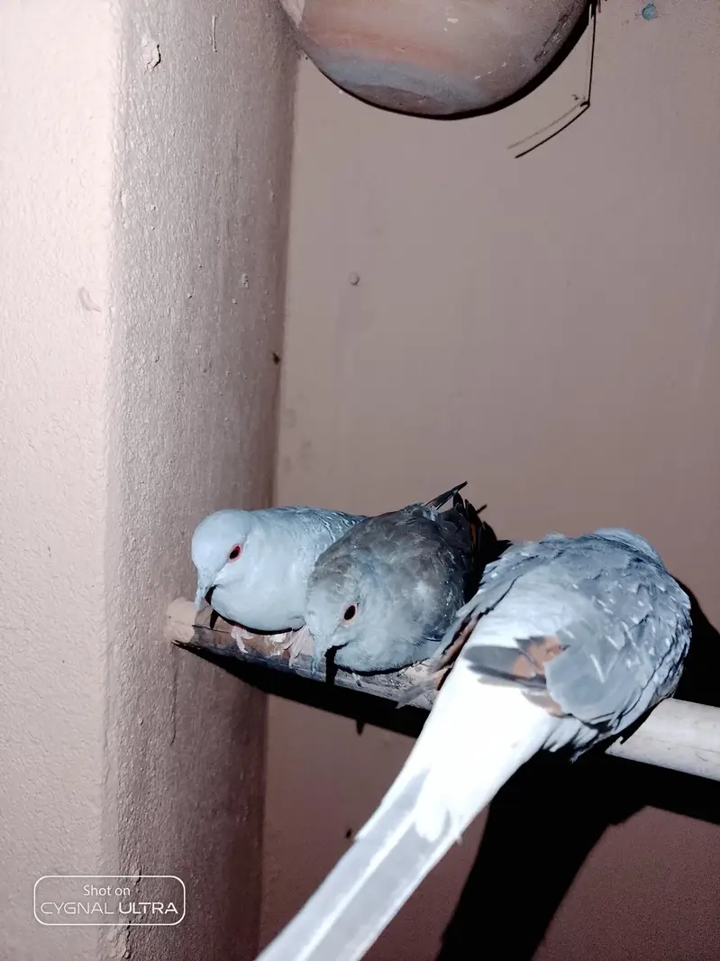 dimond dove — photo 2