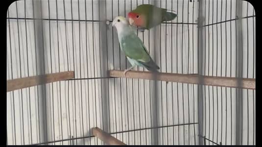 Lovebird Green rosicolli peach face male and female