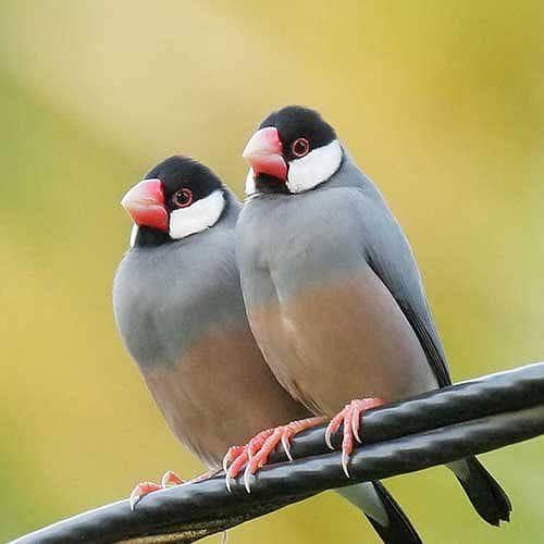 Show Quality Java Finches Available - White, Silver & Grey Java 2