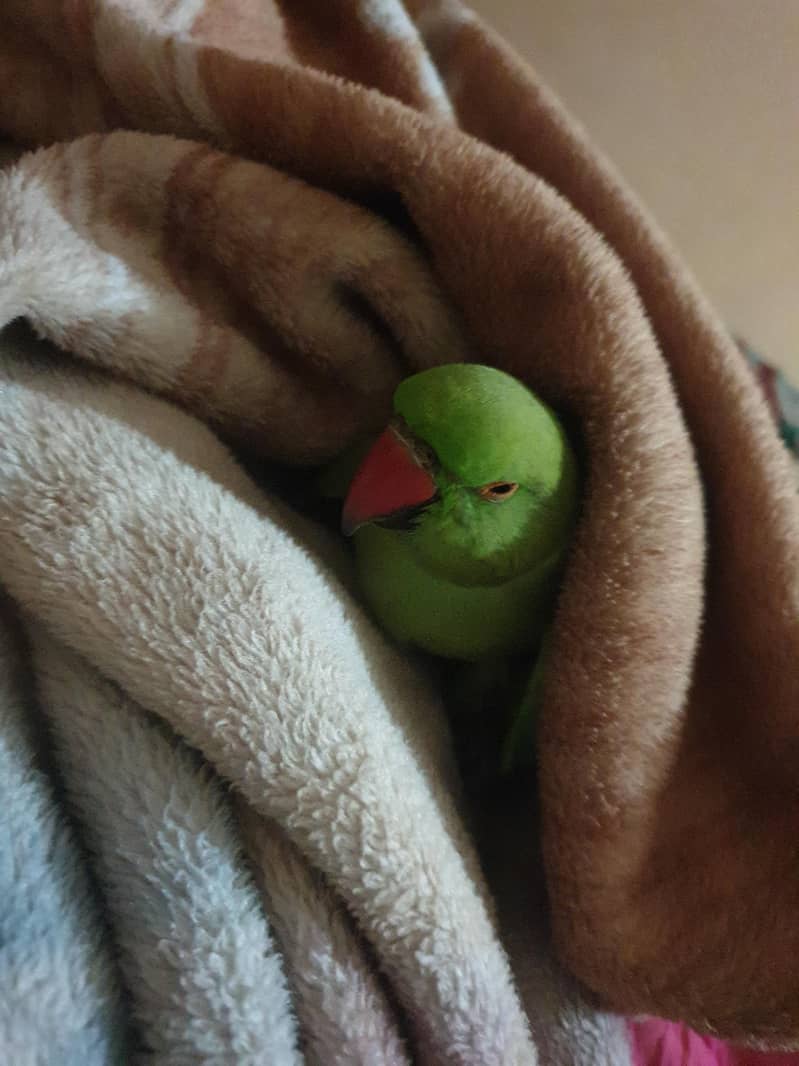 ringnack parrot 0