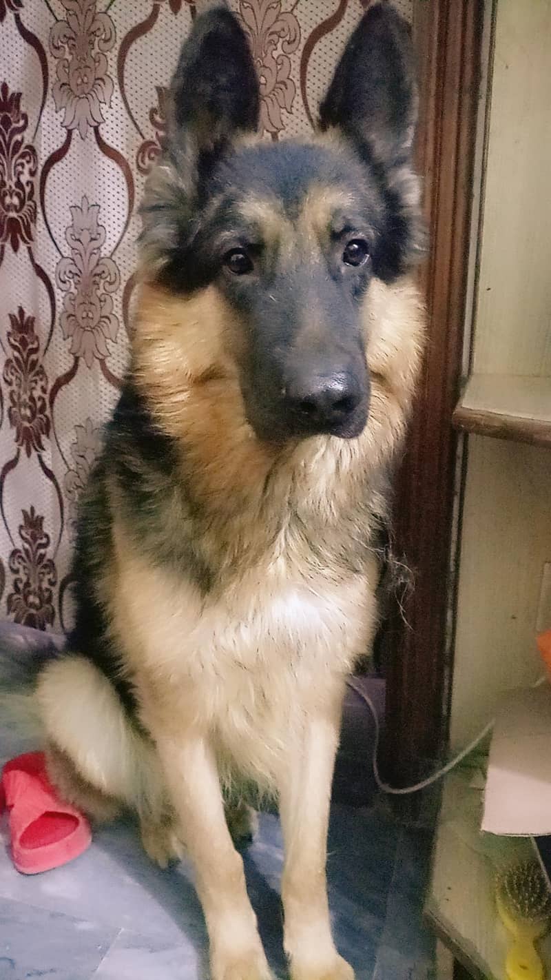 German Shepherd 0