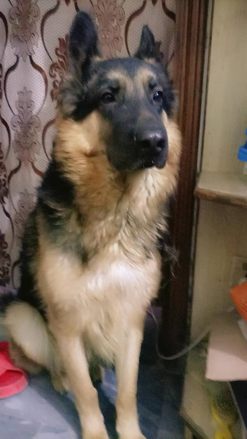 German Shepherd 1