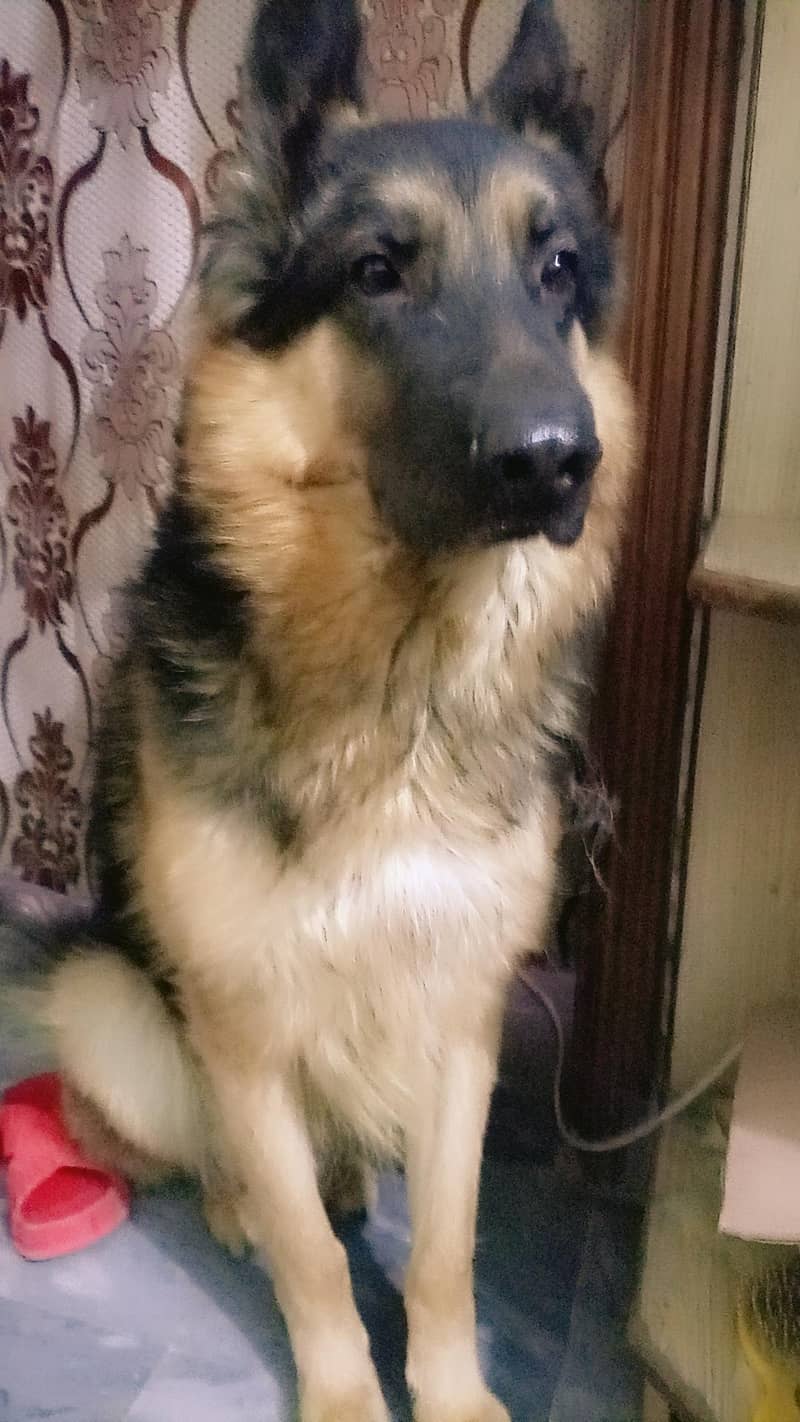 German Shepherd 2