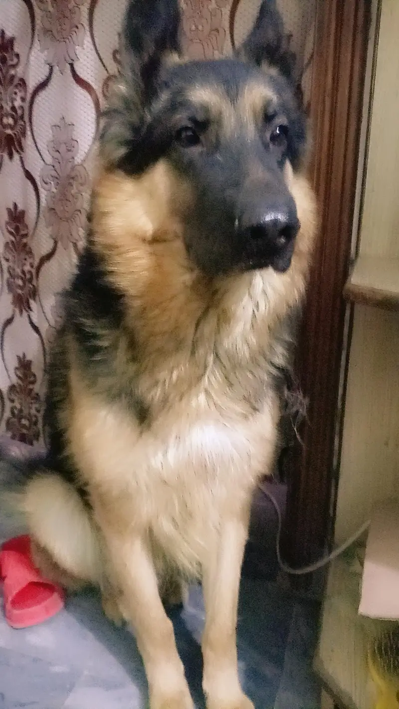 German Shepherd — photo 3