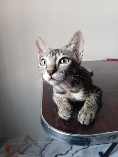 kittens for adoption