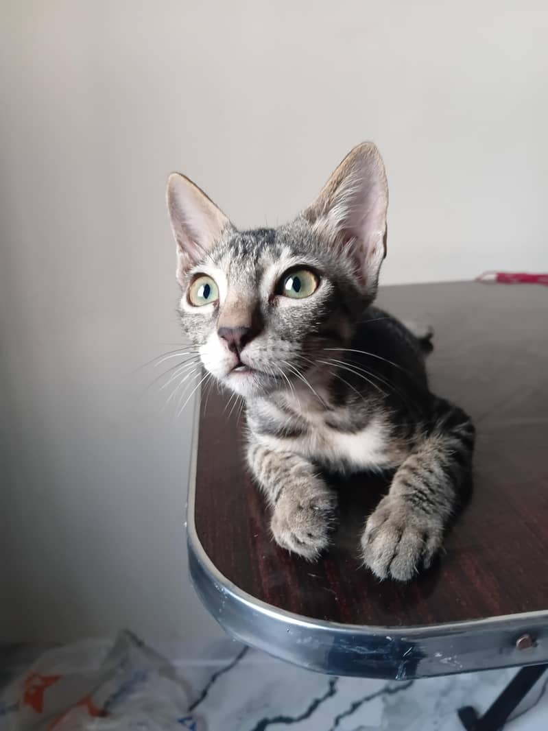 kittens for adoption 0