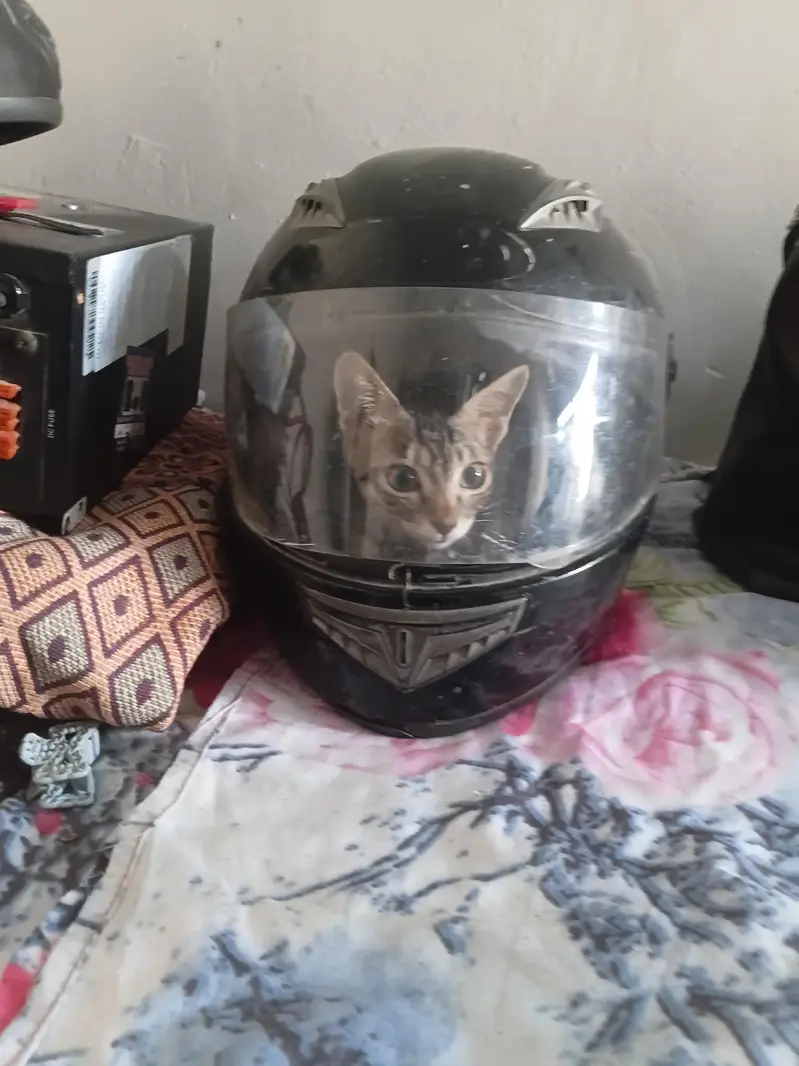 kittens for adoption — photo 2