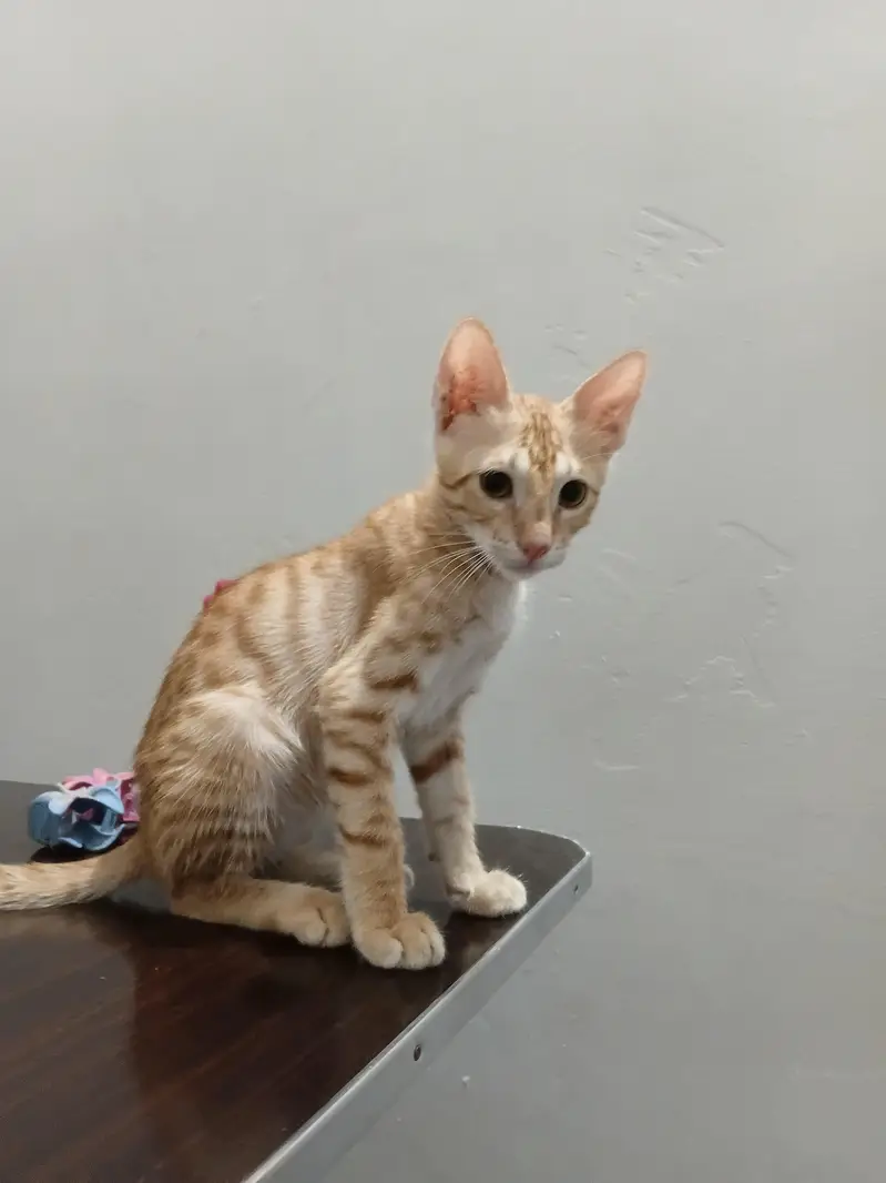 kittens for adoption — photo 3