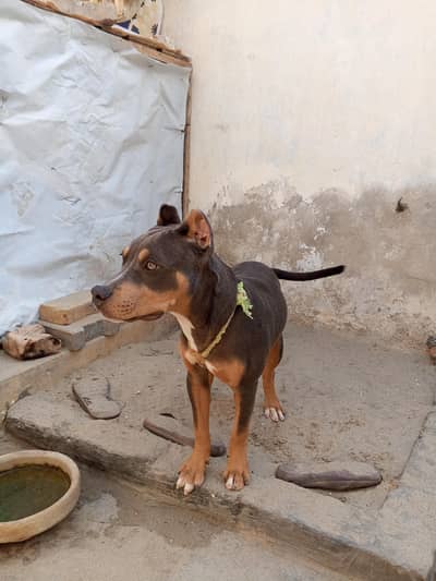 Pitbull American Breed is For Sale
