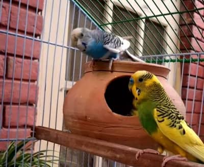 2 parrot