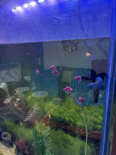 Tetra glowfish minows angle fish molly platy fish aquarium