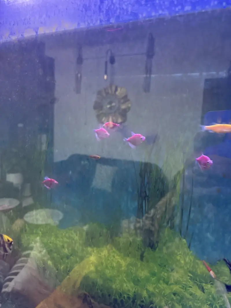Tetra glowfish minows angle fish molly platy fish aquarium — photo 2