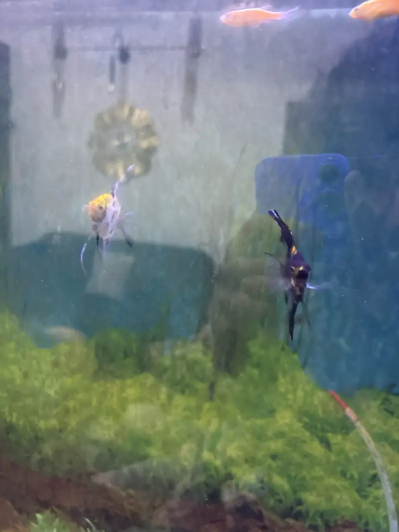 Tetra glowfish minows angle fish molly platy fish aquarium — photo 3