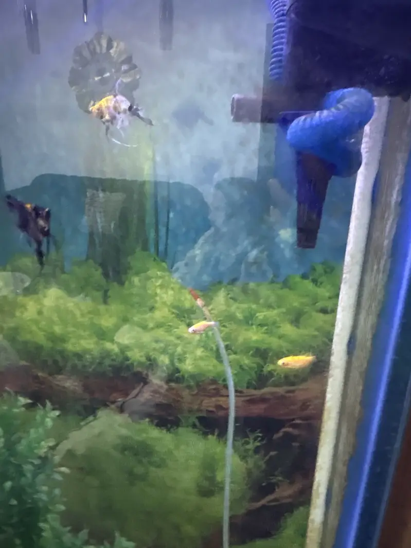 Tetra glowfish minows angle fish molly platy fish aquarium — photo 4